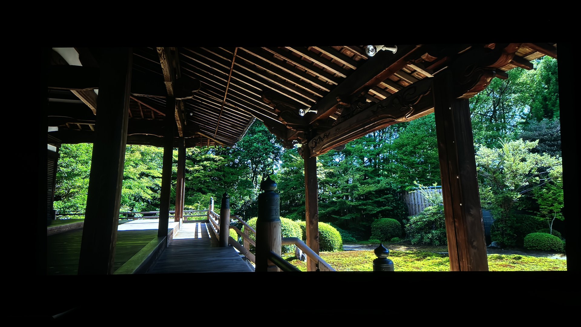 Plant Shade Tree Wood Grass.jpg